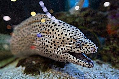 网传《荒野大镖客》新版本并非完全重制 而是复刻版